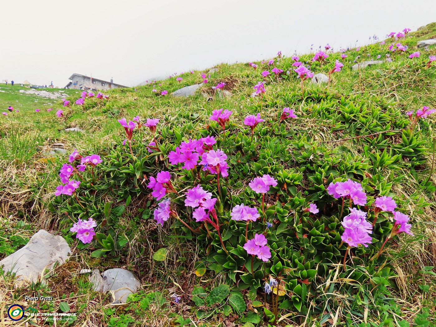 53 Primula glaucescens nei pratoni.JPG